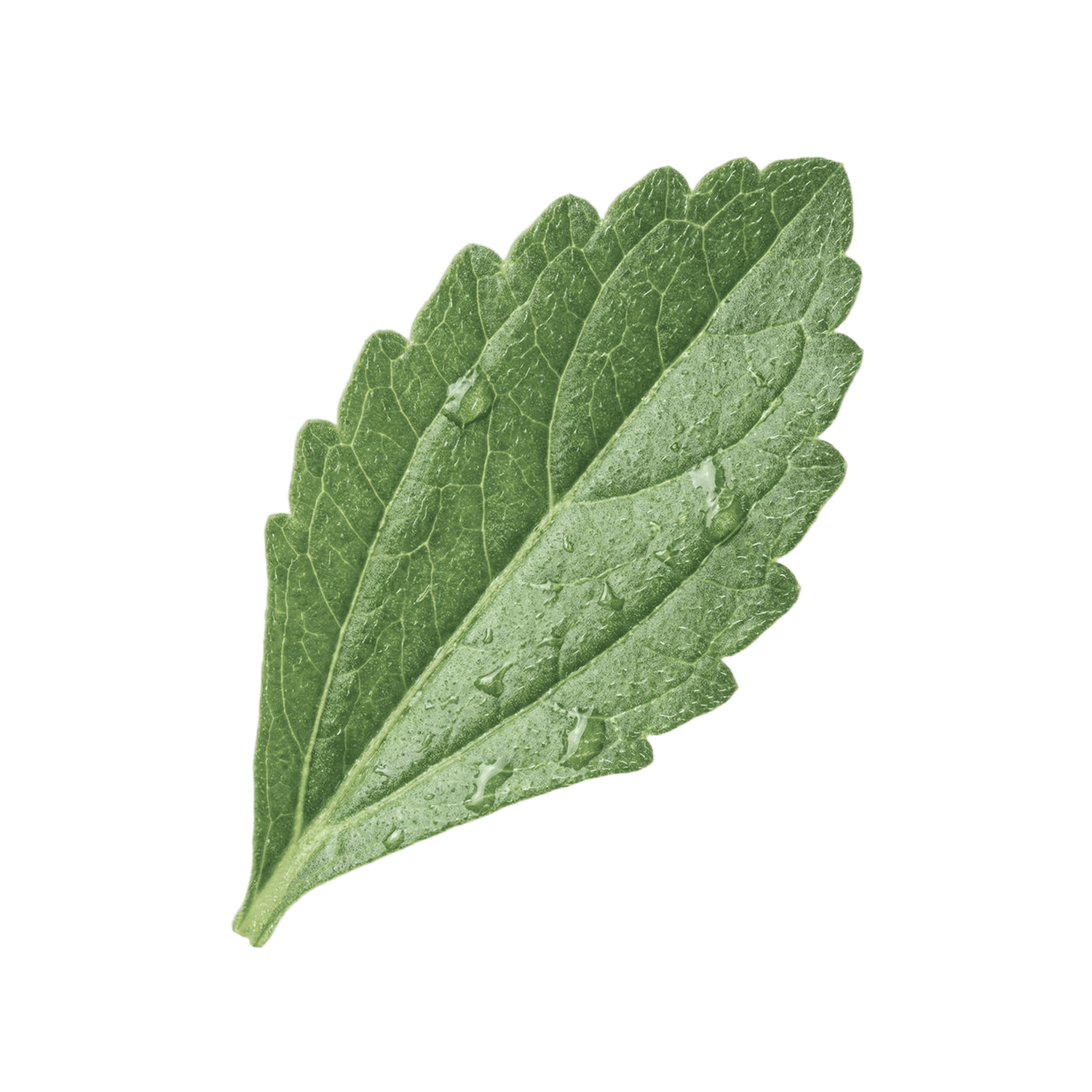 Stevia leaf — sweetener derived from Stevia plant extract